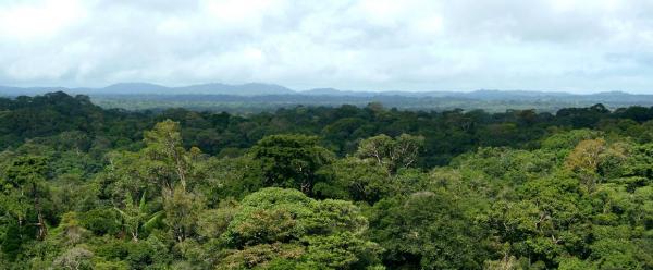Amazon forest canopy © L. Blanc, CIRAD